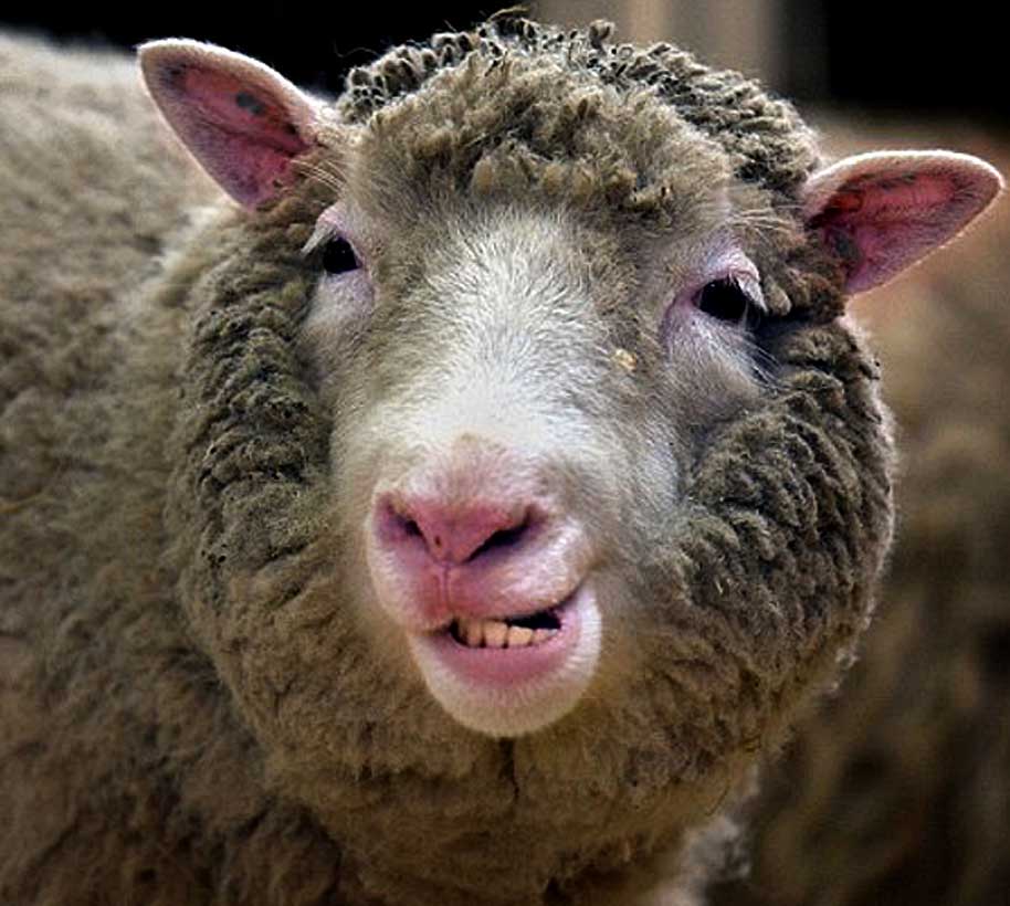 As long as Dolly didn't start wearing pants, it was okay.