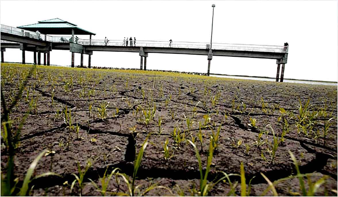 Sparse grass growing through cracked dry soil near a pier, highlighting drought effects and climate change impacts on the environment.