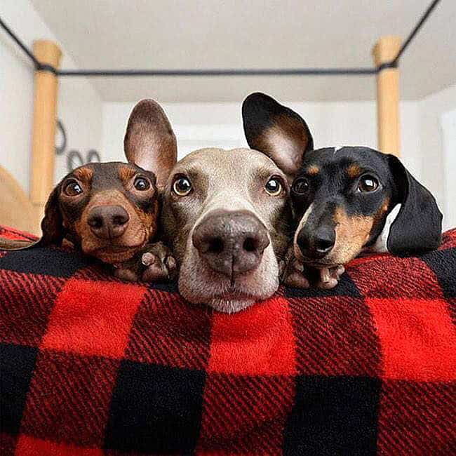 Cute dogs lying on a red and black checkered blanket, looking up at the camera, showcasing their adorable faces and expressive eyes. Perfect for pet lovers and dog enthusiasts.