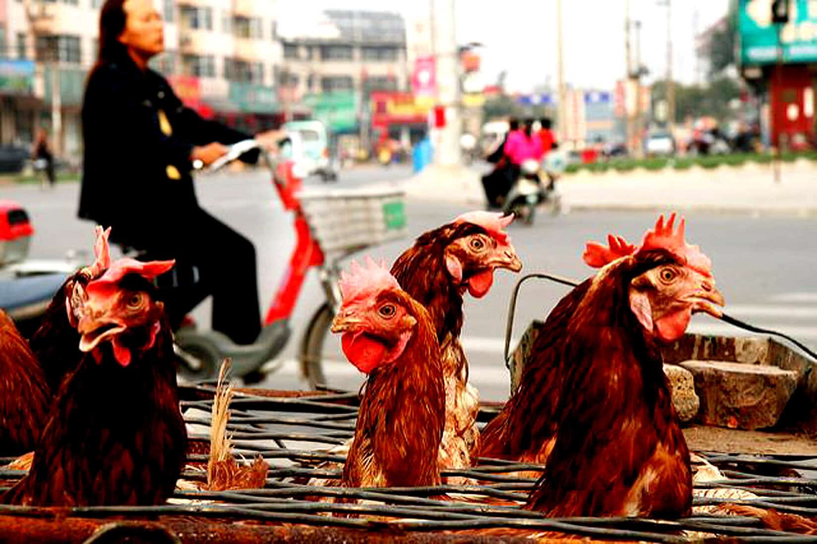 Chicken heads in a market basket with city traffic and a woman riding a bicycle in the background, bustling urban street scene, street food market, animal food vendors, Asian city life, cultural market scene.
