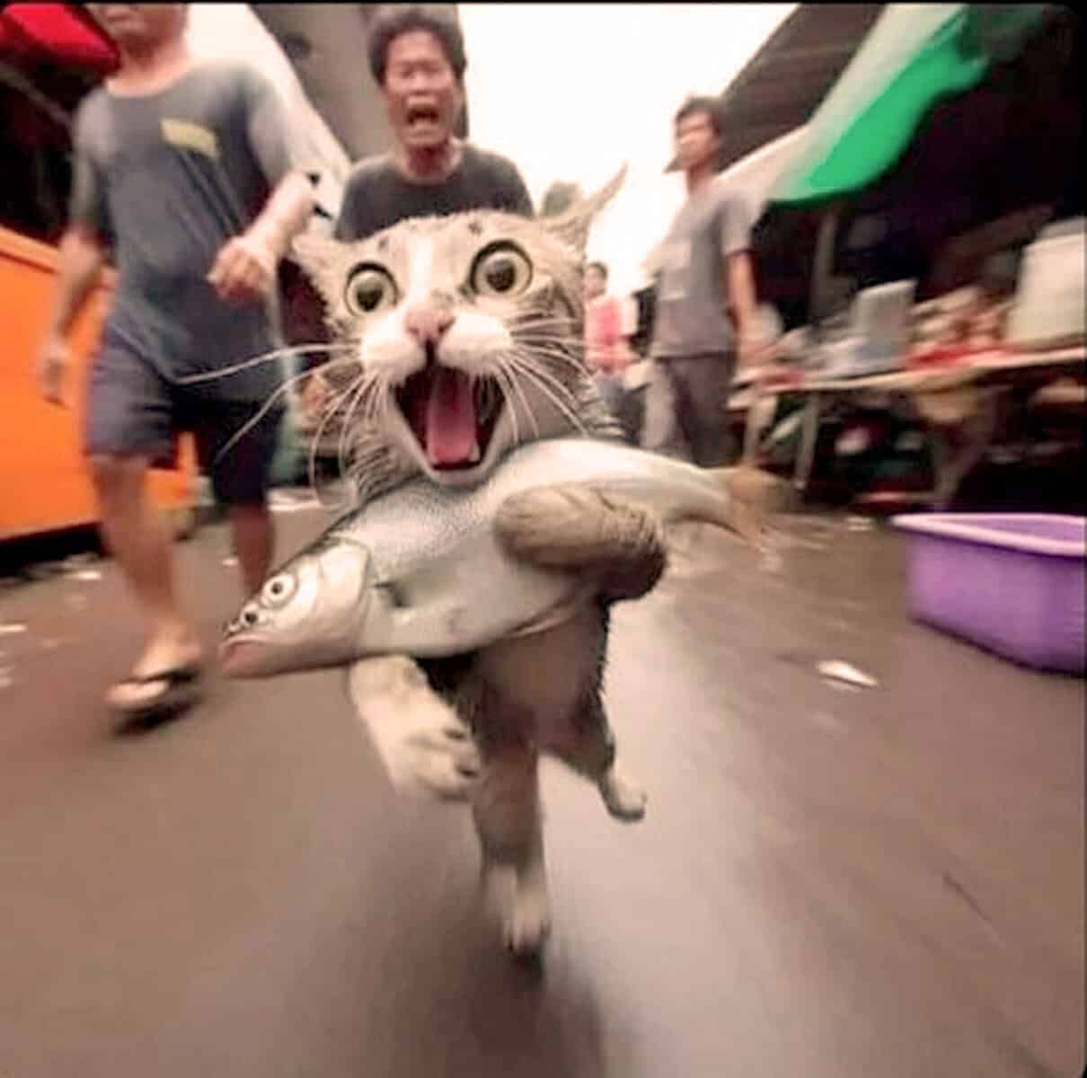 Frightened cat with fish in mouth running at a market, surprised expression, chaotic marketplace scene, capturing animal moments, wildlife, and pet behavior.